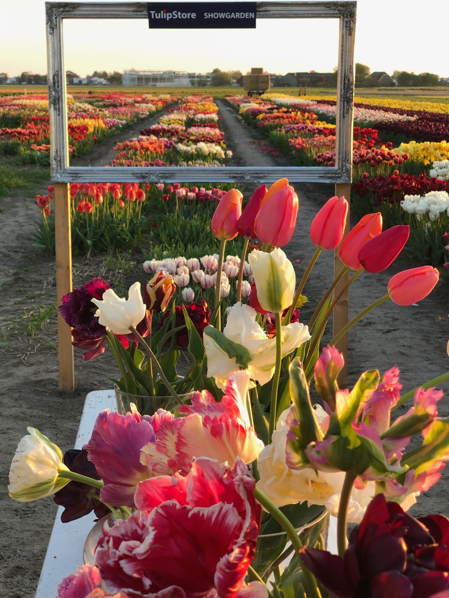 Tulpenzwiebeln Tulip Store Schaugarten Mischung! Tulip Store