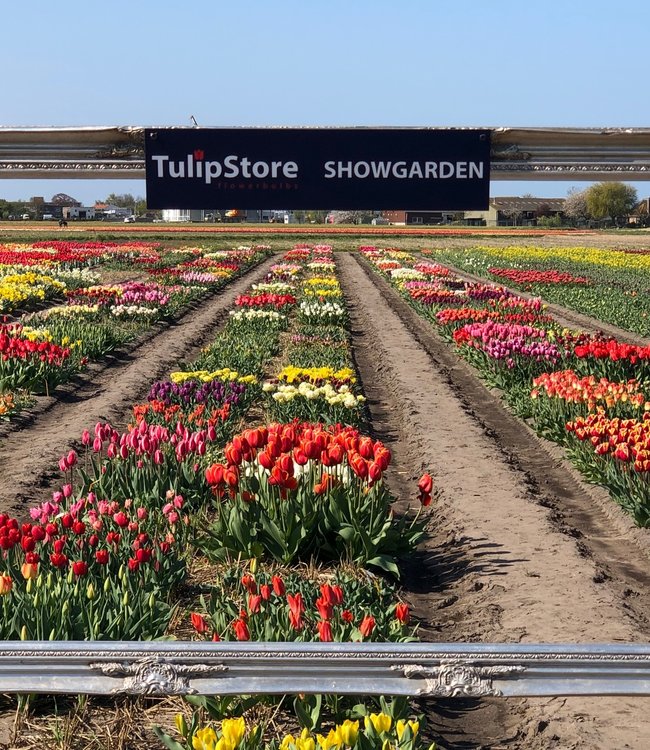 Tulip Store Showgarden Mix