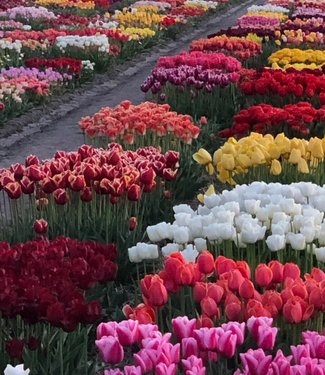 Tulip Store Showgarden Mélange