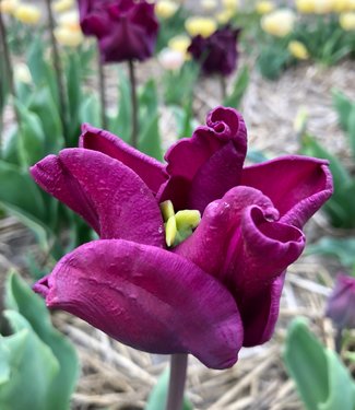 Tulpe Crown of Negrita