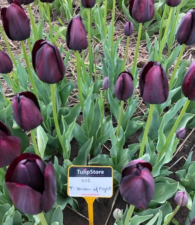 Tulipa Queen of Night