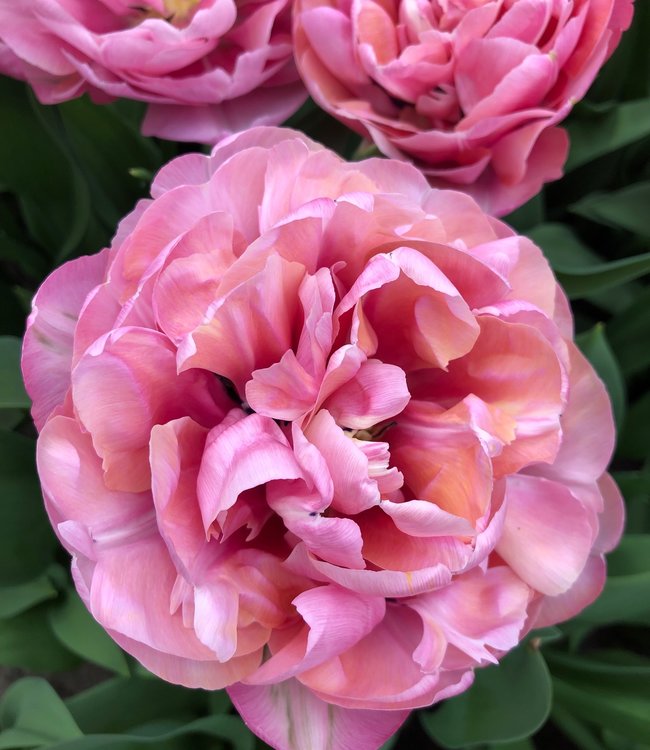 Tulipa Amazing Grace