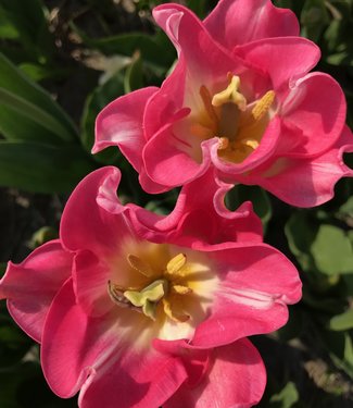 Tulipe Crown of Dynasty