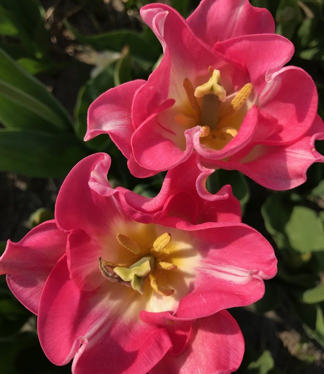 Tulp Crown of Dynasty