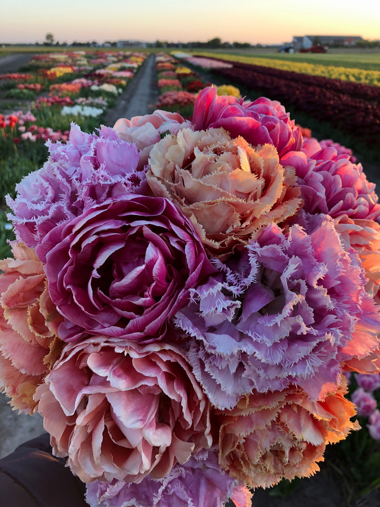 Tulip bulbs Perth amazing new peonyflowering tulip! Tulip Store