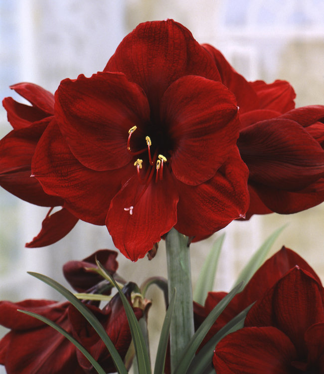 Amaryllis Benfica