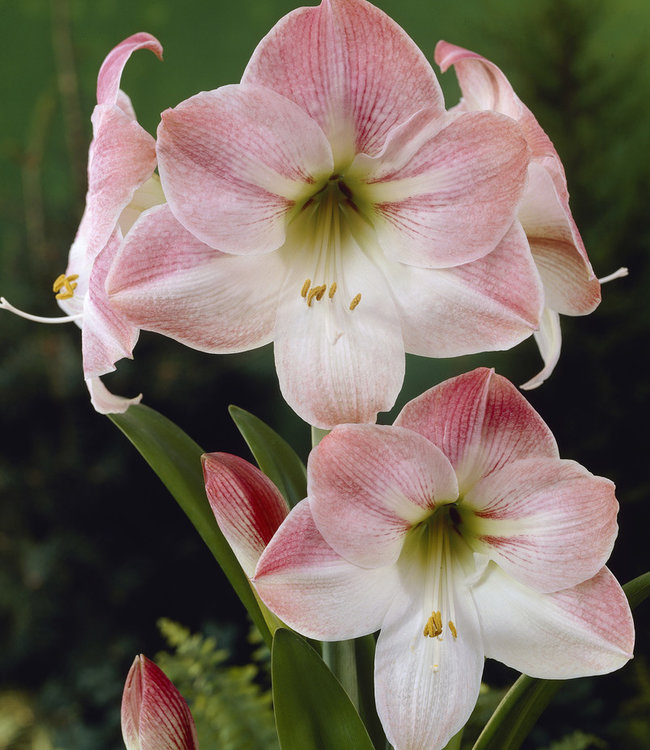 Amaryllis Apple Blossom