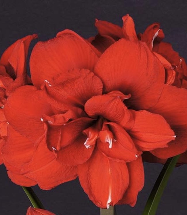 Amaryllis Double King