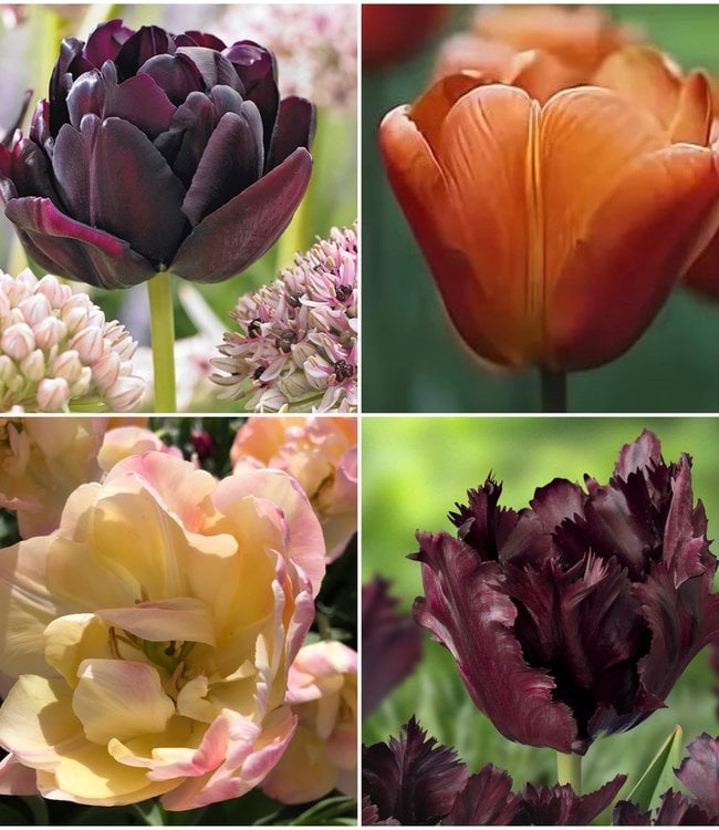 Coffee Tulip Collection