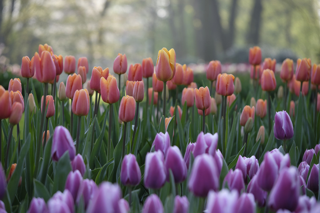 Tulip bulbs Bellville new apricot tulip! Tulip Store