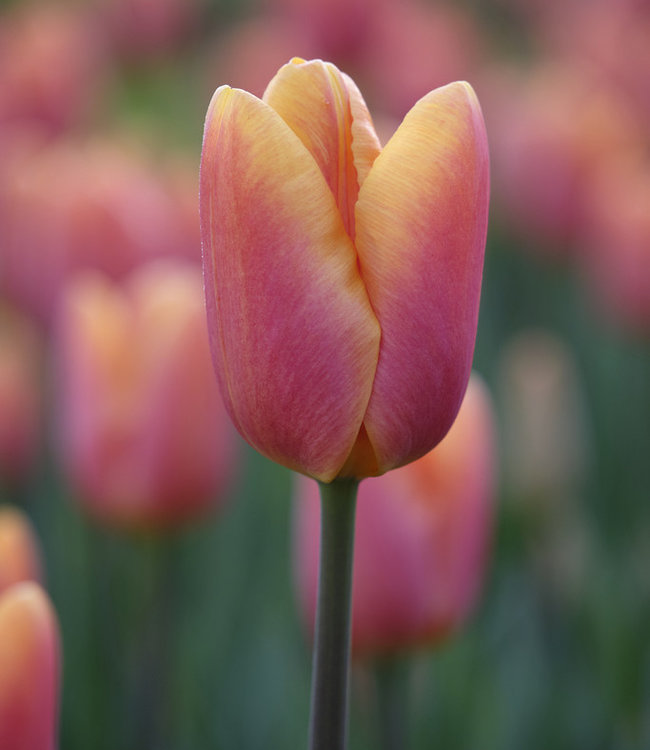 Tulip bulbs Bellville - new apricot tulip! - Tulip Store