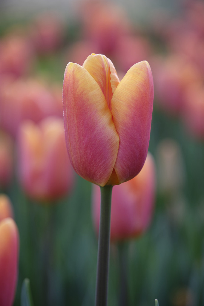 Tulip bulbs Bellville new apricot tulip! Tulip Store