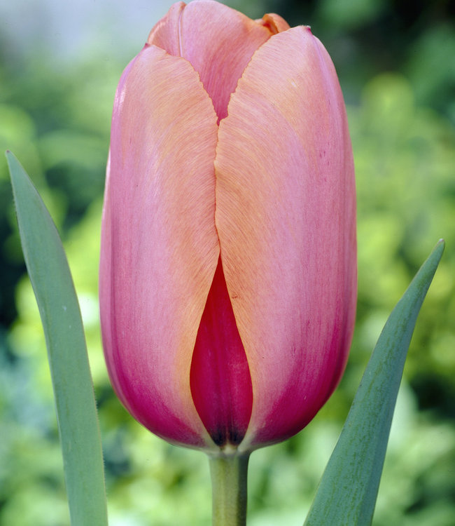 Tulp Apricot Impression