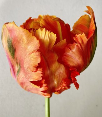 Tulp Avignon Parrot