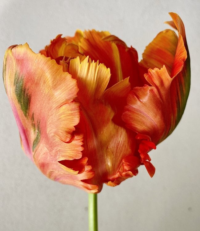 Tulip  Avignon Parrot