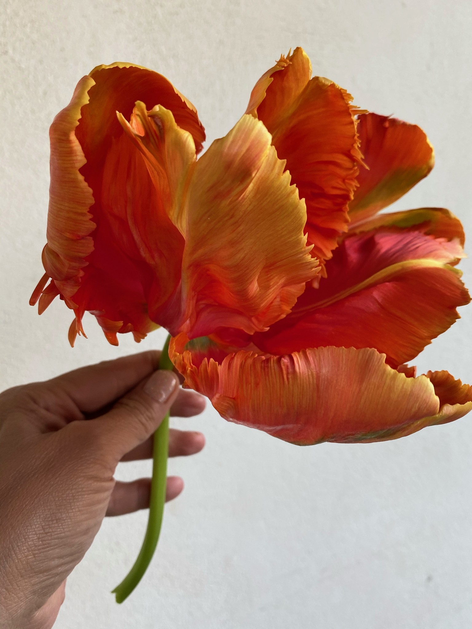 Tulip bulbs Avignon Parrot - very large and elegant tulip! - Tulip Store