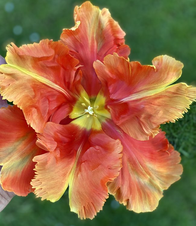 Tulipa Avignon Parrot