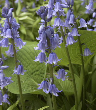 Hyacinthoides niebieski