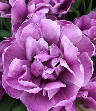 Tulipan Blue Diamond