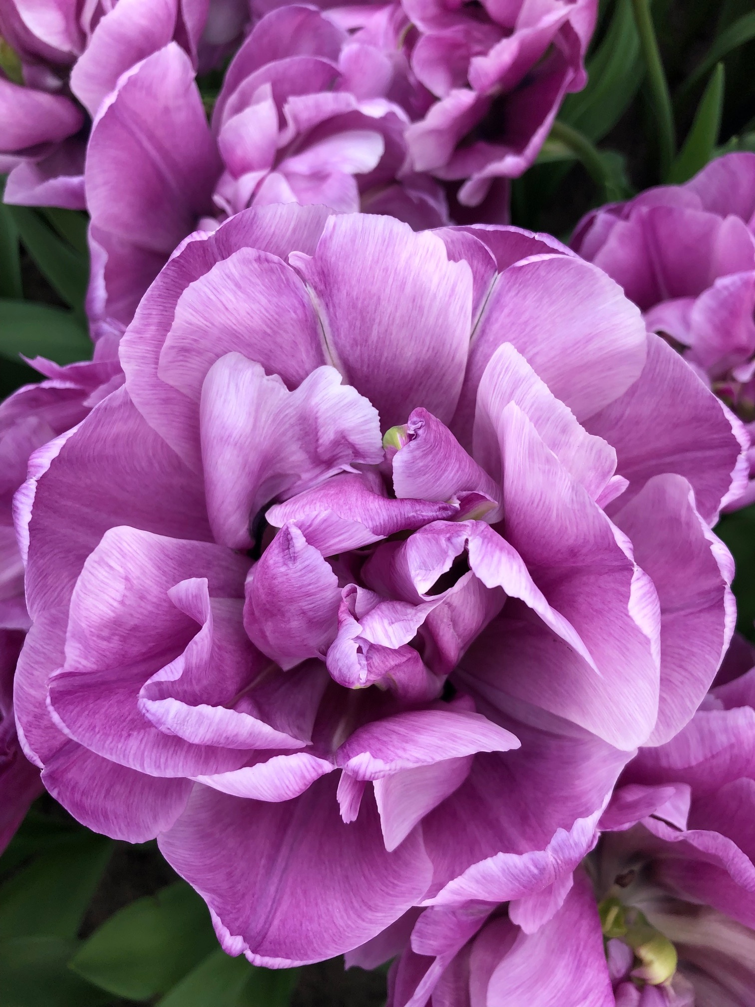 Tulip bulbs Blue Diamond unique colour! Tulip Store