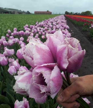 Tulipe Versailles