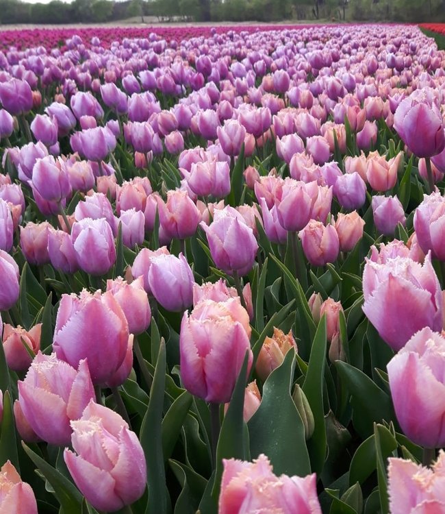 Tulip bulbs Versailles - new beautiful, lila fringed tulip! - Tulip Store
