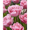 Tulipe Mariage