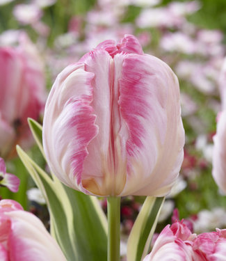 Tulp Silver Parrot