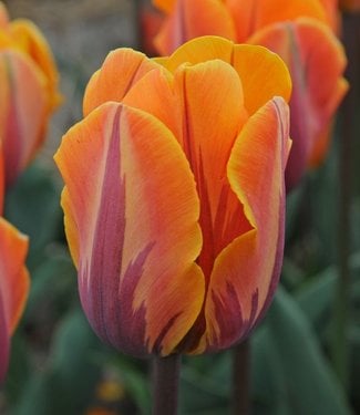 Tulip Prinses Irene