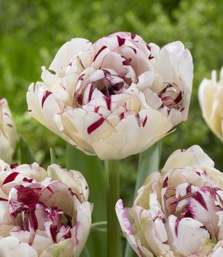 Tulip Jonquieres