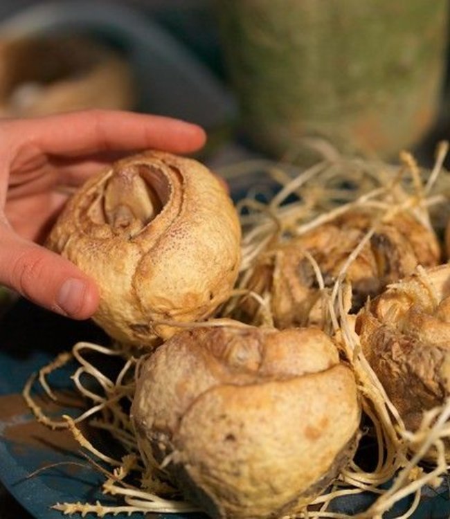 Fritillaria raddeana