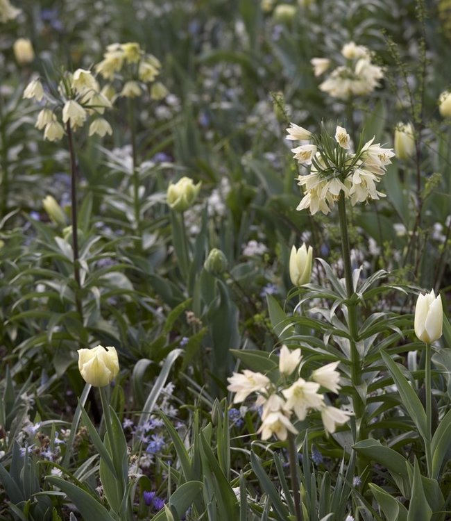 Fritillaria raddeana striking softgreen flowers! Tulip Store