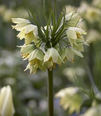 Fritillaria raddeana