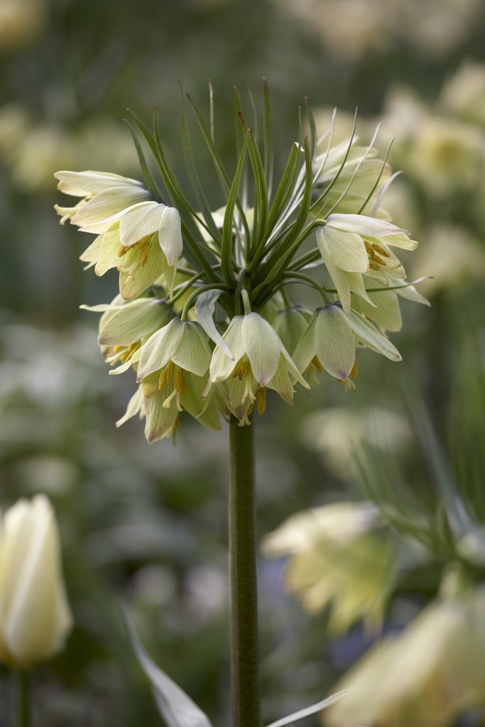 Fritillaria raddeana striking softgreen flowers! Tulip Store