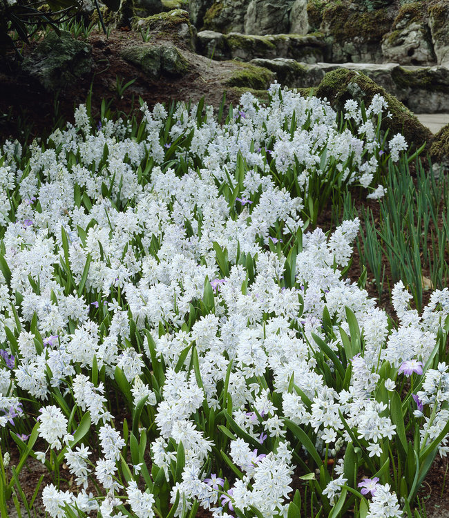 Puschkinia libanotica Alba