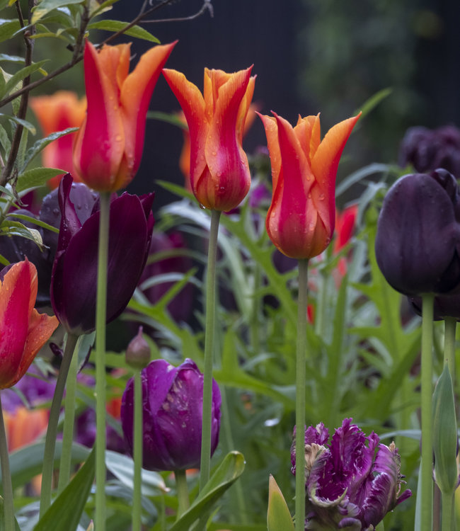 Tulipa Mette's Marvel