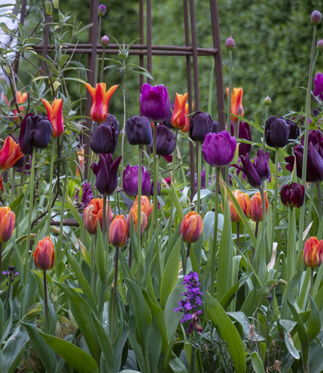 Tulipa Mette's Marvel