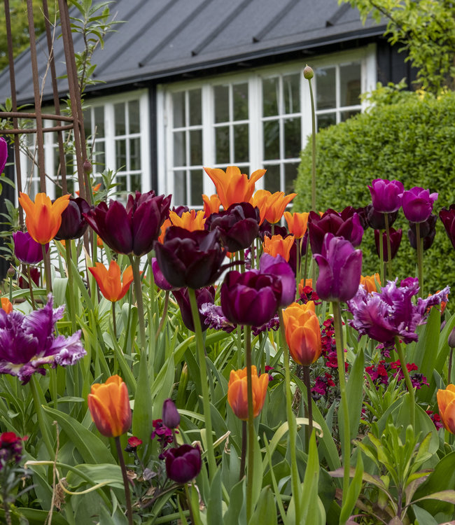 Tulipa Mette's Marvel