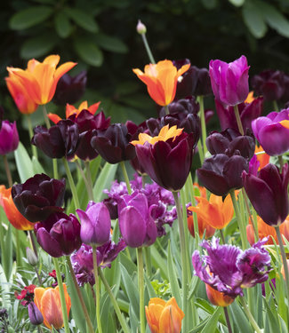 Mieszanka tulipanów Mette's Marvel