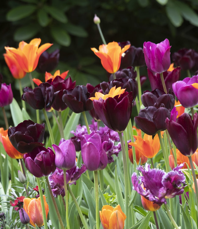 Tulipa Mette's Marvel