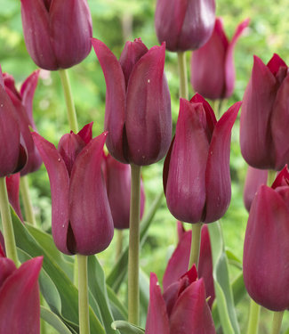 Tulip Merlot