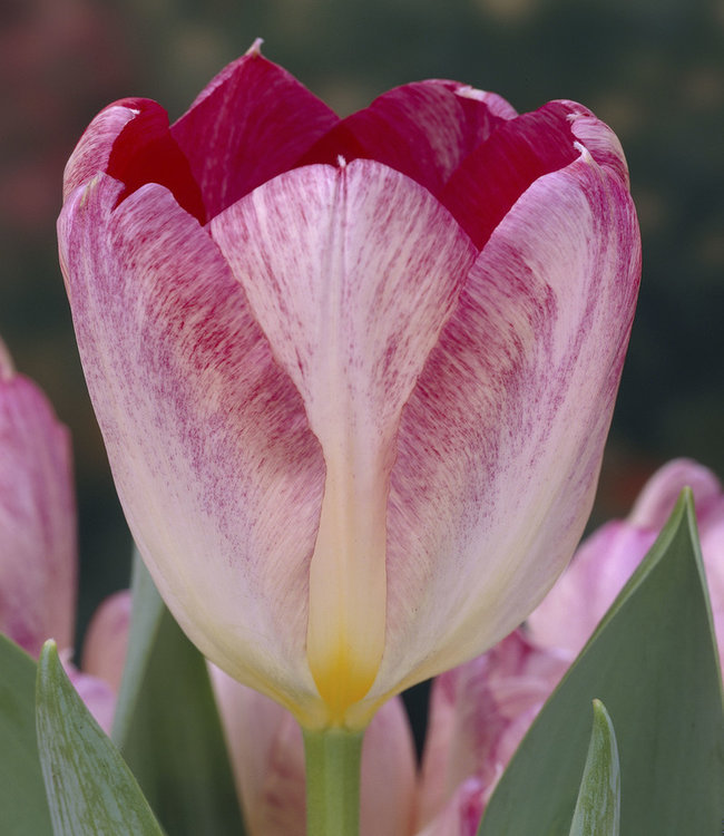 Tulip Flaming Purissima