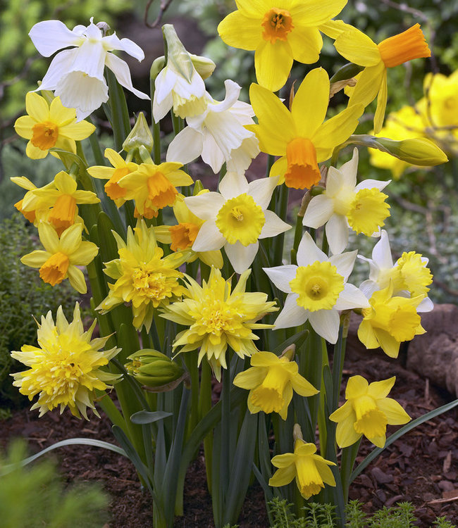 Mélange de jonquilles botaniques