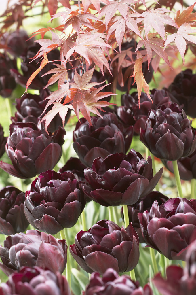 Tulip bulbs Black Hero lateflowering peony tulip! Tulip Store
