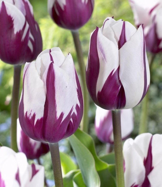 Tulipa Purple Explosion
