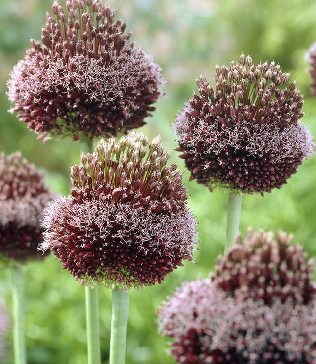 Allium Forelock
