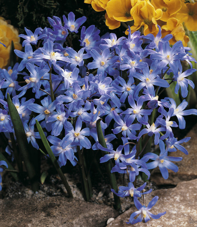 Chionodoxamix Happy Spring