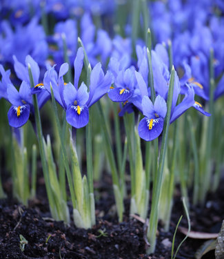 Iris reticulata Harmony