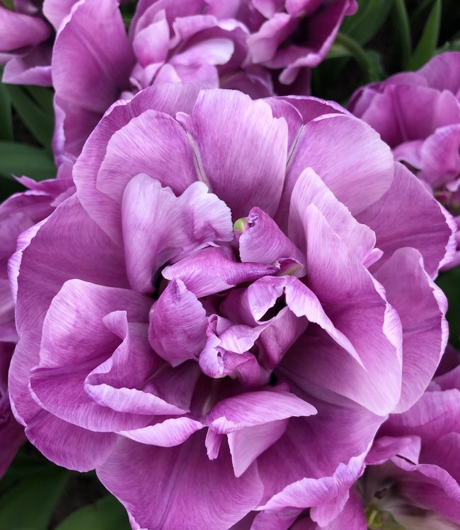 Peony Tulip Collection