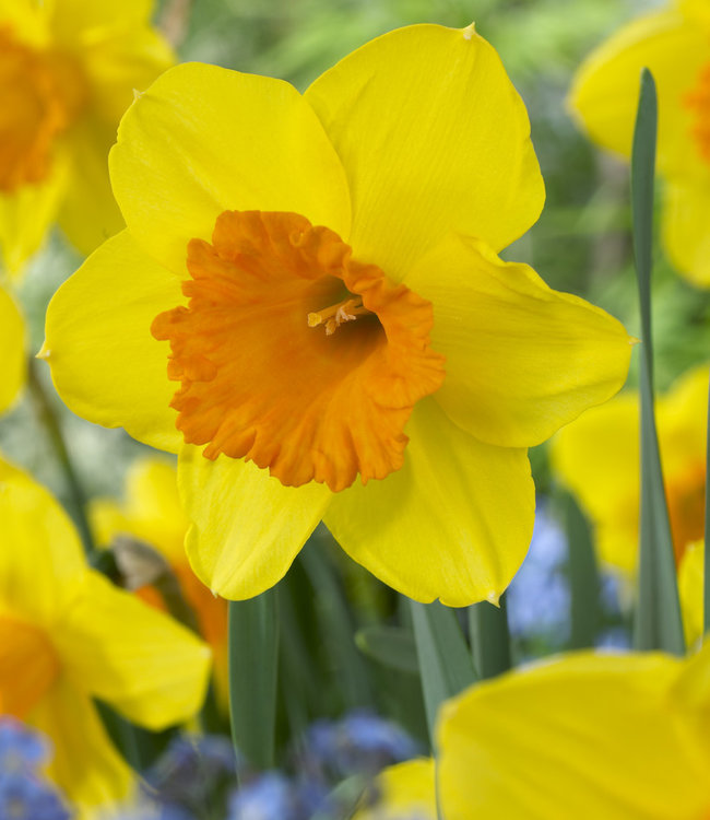 Narcissus Tulip Store 75 jours Narcissus Mix